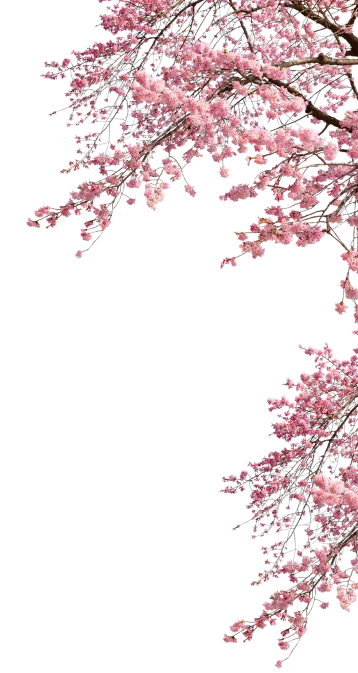 Cherry Tree